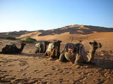camel