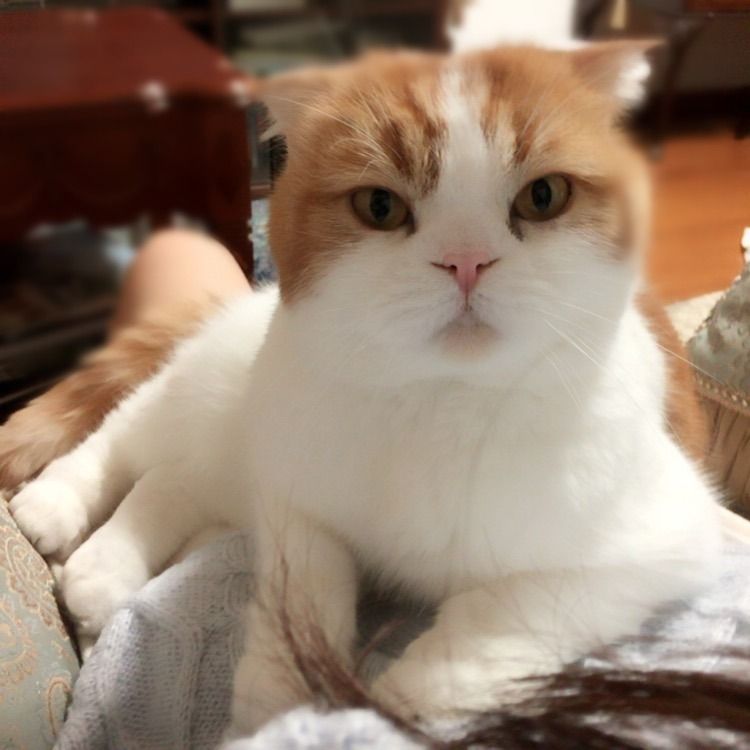 欅坂46 菅井友香の飼い猫 Tom様がやっぱり可愛すぎる べりさまとめ 欅坂46 菅井友香の飼い猫 Tom様がやっぱり可愛すぎる べりさまとめ
