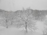 雪原