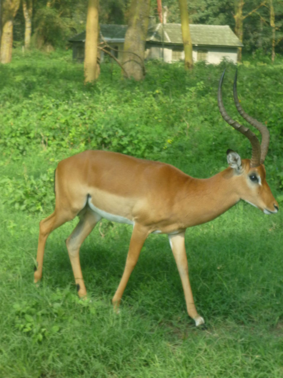 ケニアであった動物たち 風そよぐ ケニアであった動物たち 風そよぐ