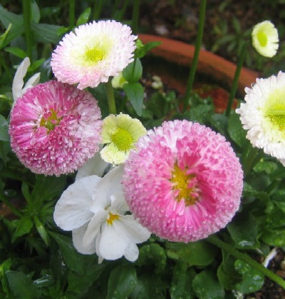 花と暮らす かわいい ピンクのポンポンデージー