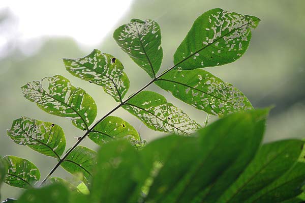 植物 山森 浪漫