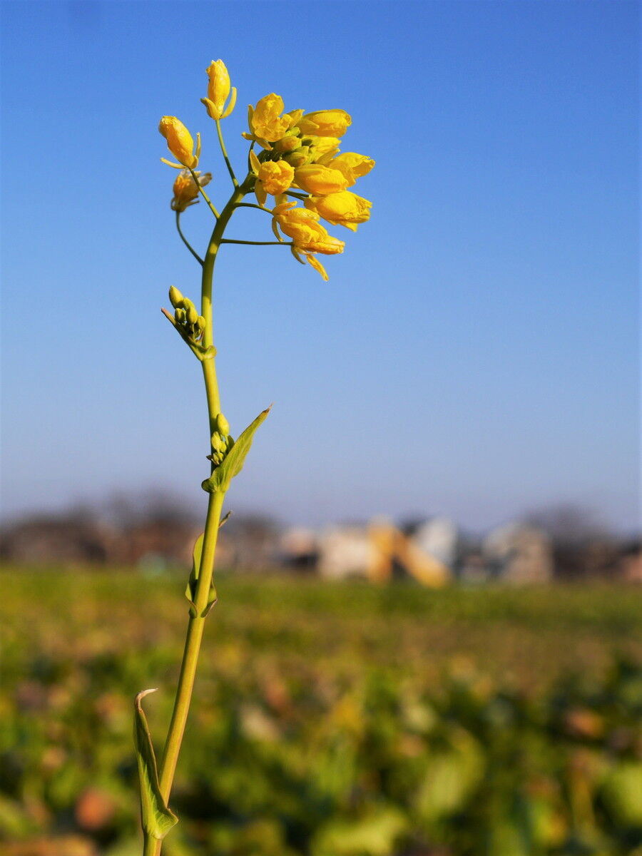 冬の散歩道に咲く花 : ［山森☆浪漫］