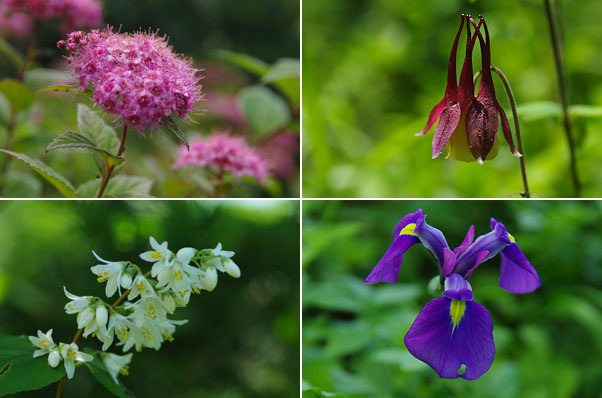 石割山の花