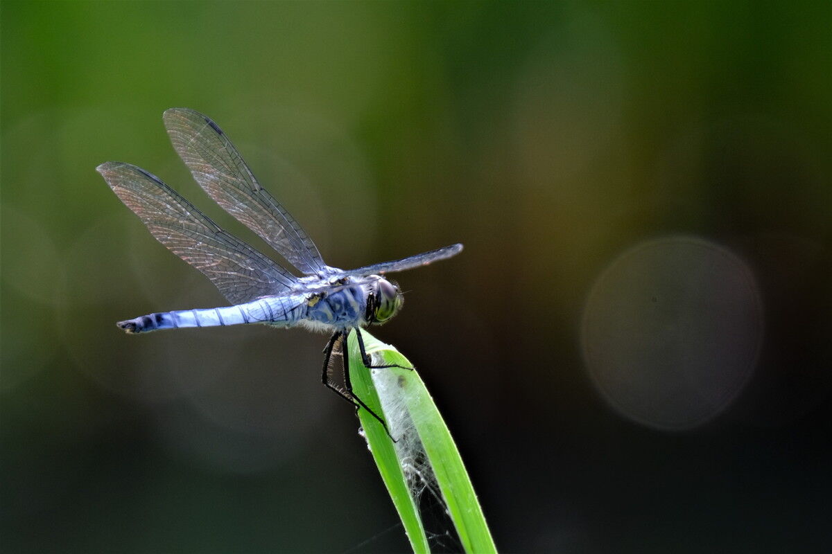 古代蓮とトンボ : ［山森☆浪漫］