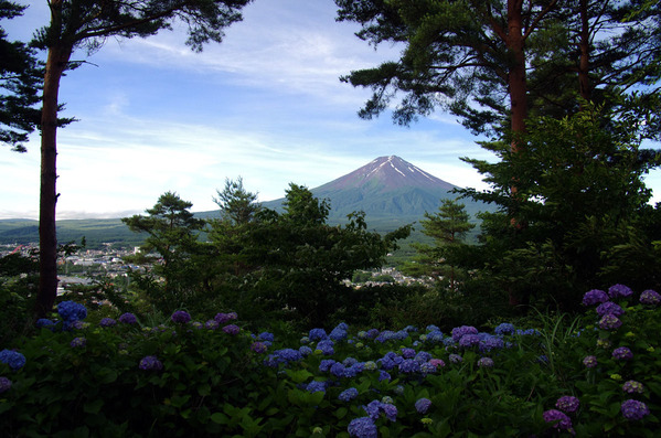 アジサイと富士山