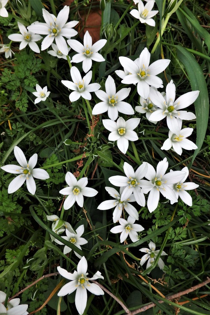 ハンカチノキが咲き出した新宿御苑 山森 浪漫