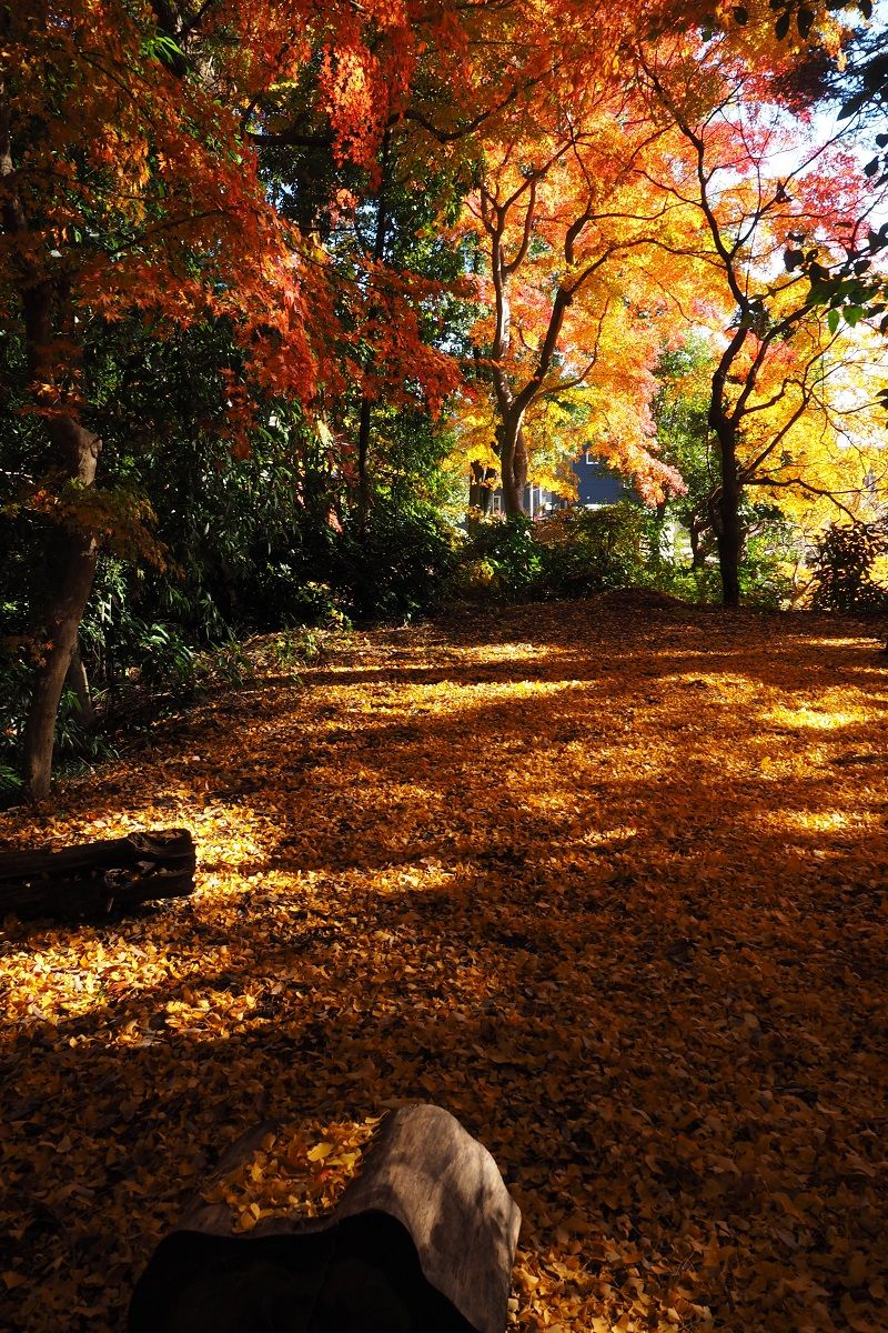 紅葉の天覧山 多峯主山からほほえみの丘へ 山森 浪漫