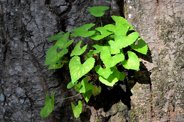 木の窪みのハート葉 山森 浪漫