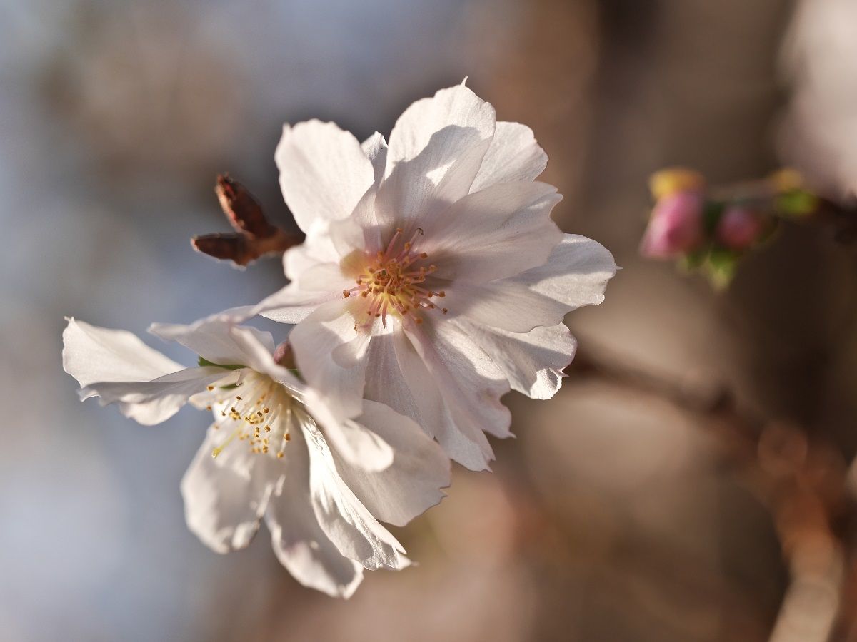 10月に咲くから 十月桜 山森 浪漫