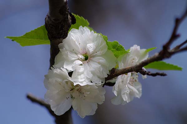 咲く桜 散る桜 山森 浪漫