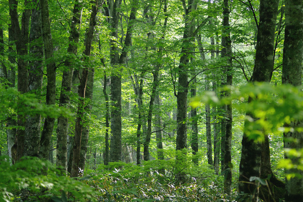 ブナの新緑あふれる玉原高原 鹿俣山 山森 浪漫