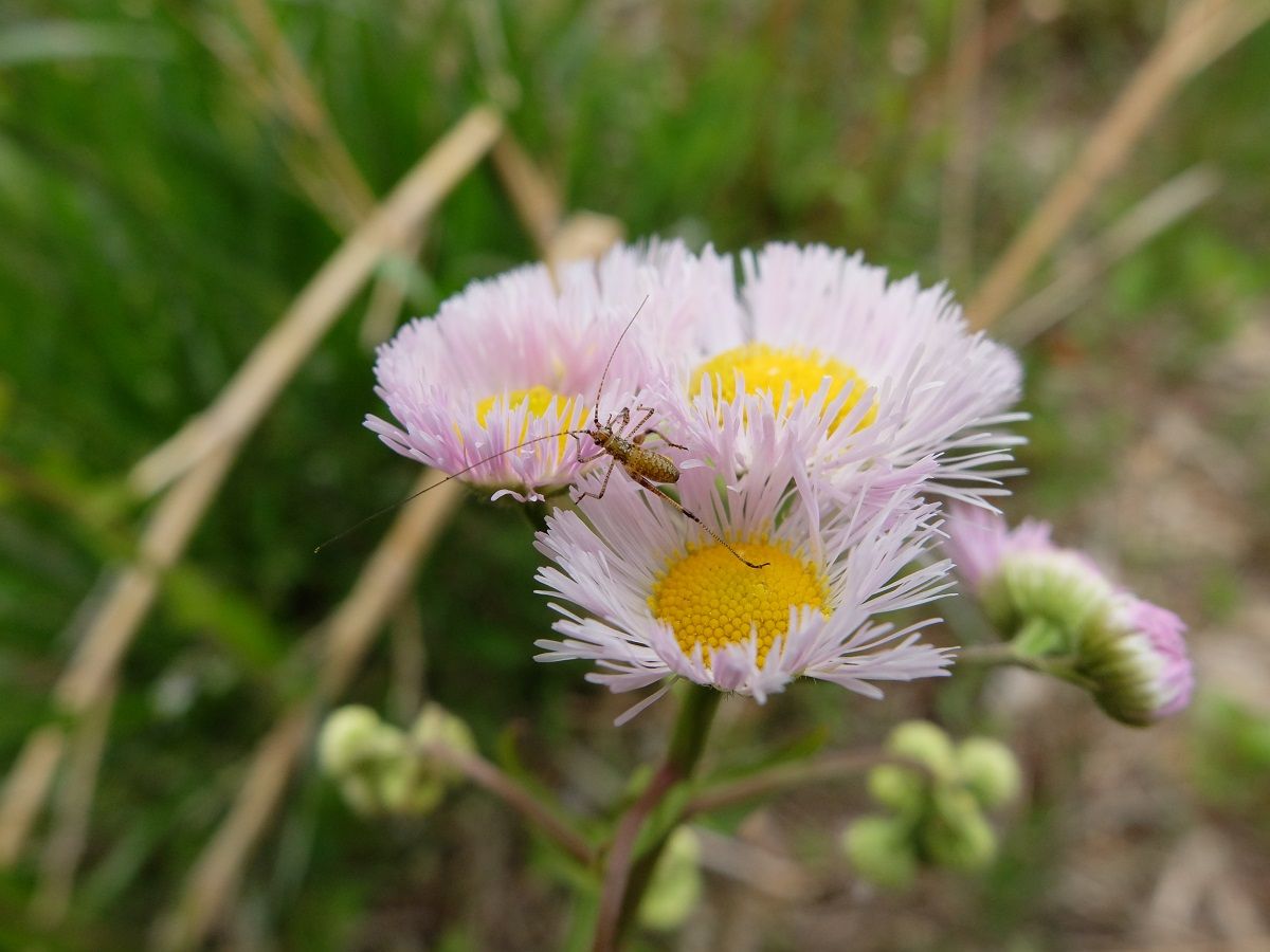 Fujifilm X スーパーマクロ試し撮り 山森 浪漫
