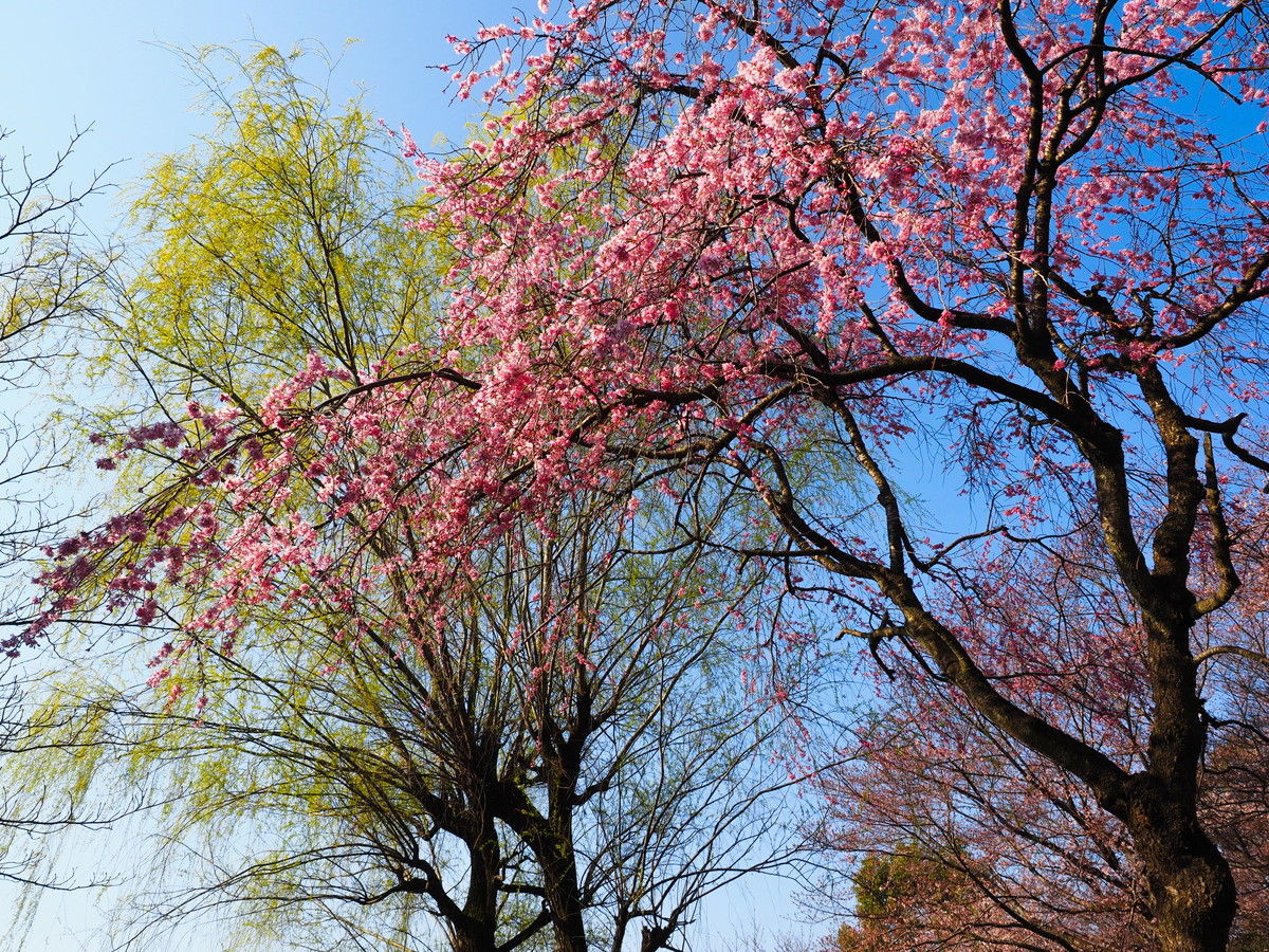 枝垂れる柳と桜 落ちる椿 山森 浪漫