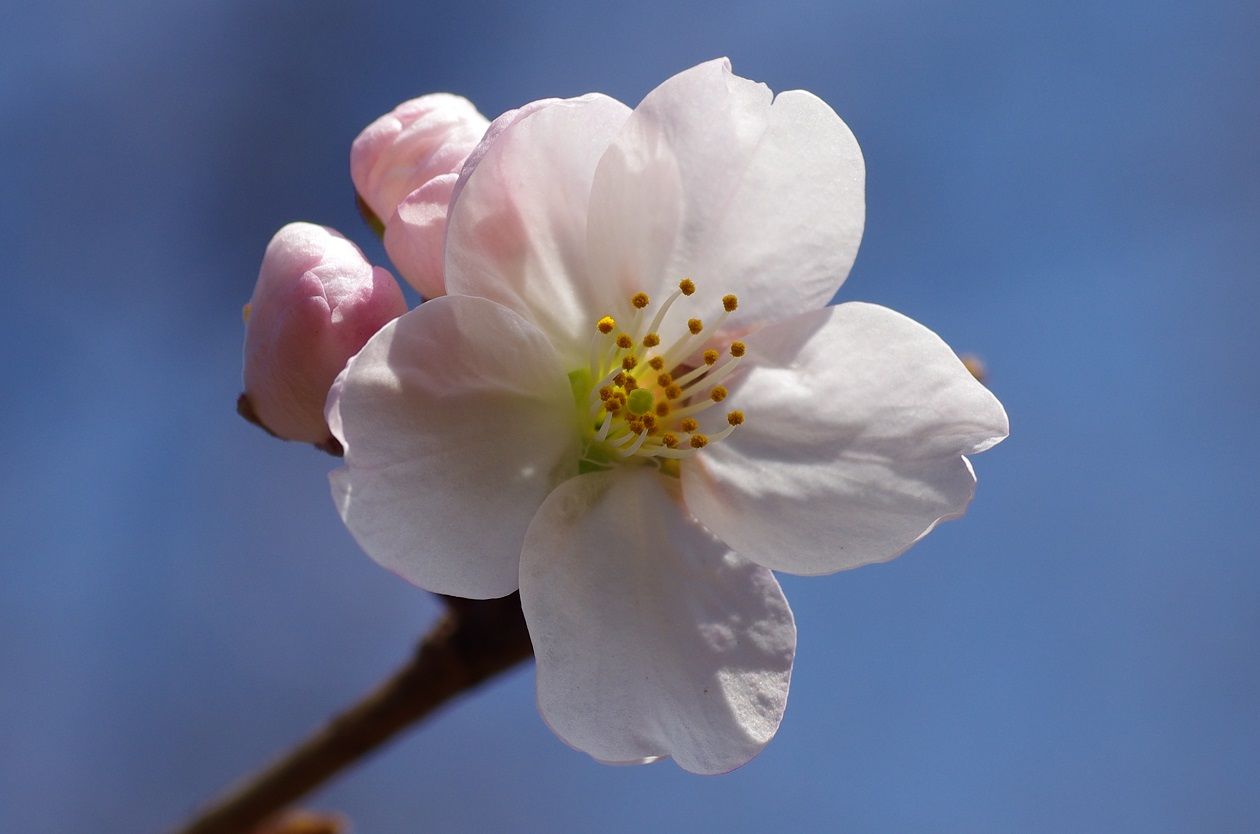 うれしき初桜 山森 浪漫