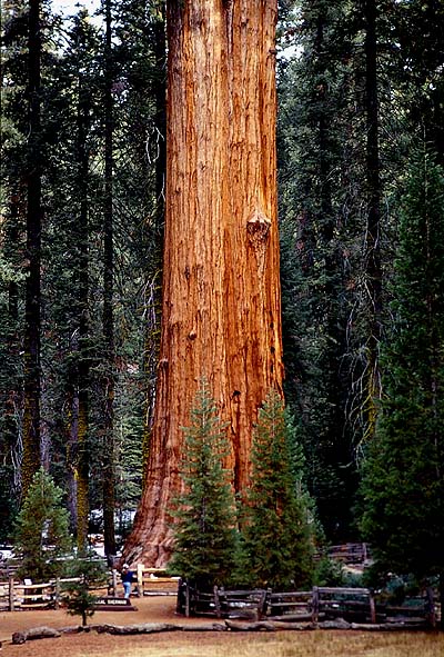 世界最大の生物 ジェネラル シャーマン ツリー 山森 浪漫