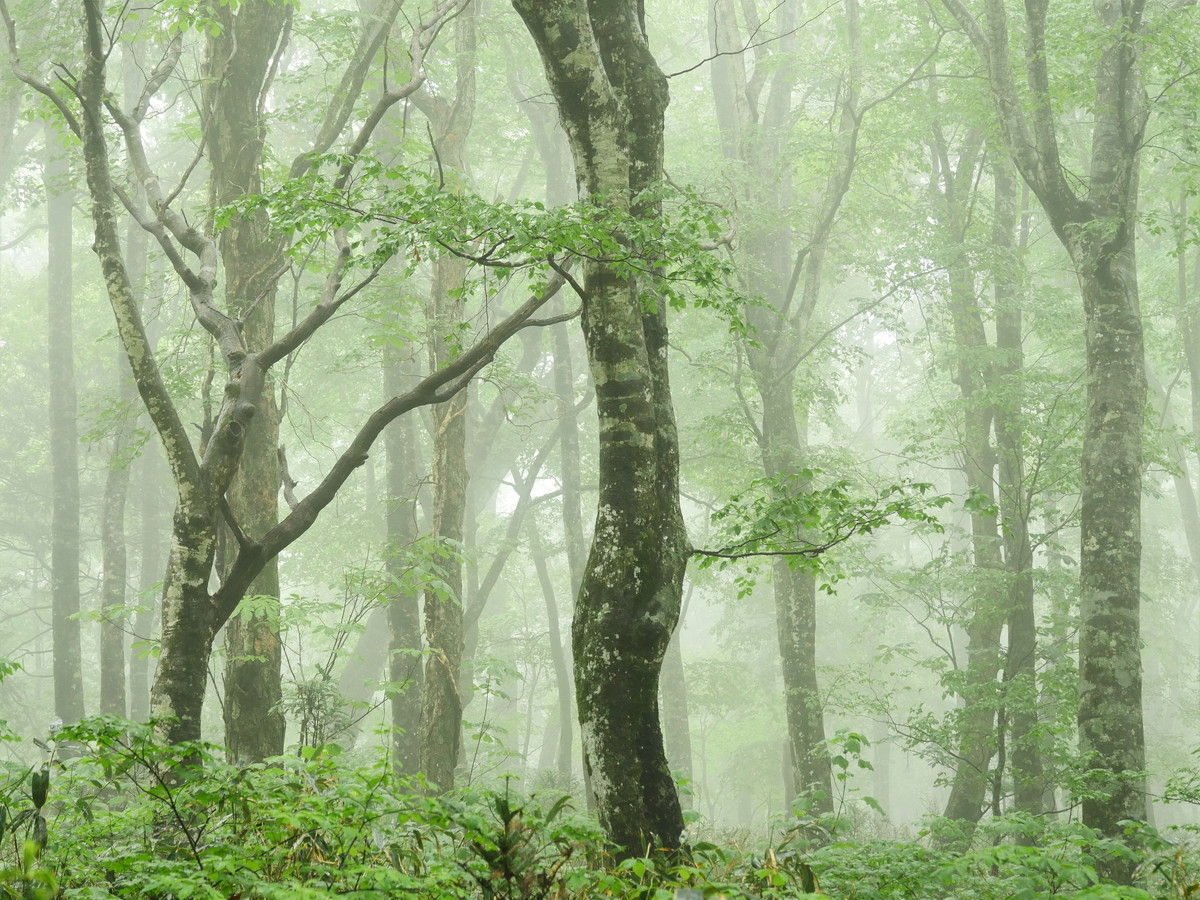 玉原高原 千早山歩の会 山森 浪漫