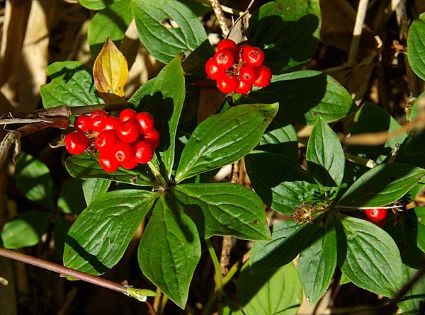 秋の山をにぎわす赤い実たち 山森 浪漫