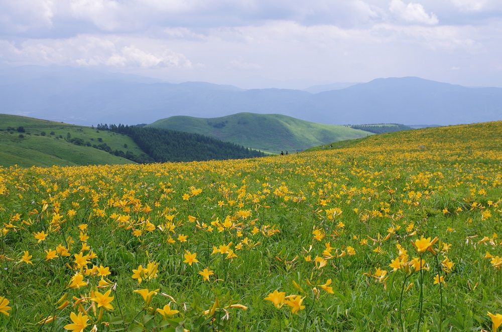 ニッコウキスゲ咲く車山 霧ヶ峰をめぐる 山森 浪漫 ニッコウキスゲ咲く車山 霧ヶ峰をめぐる 山森 浪漫