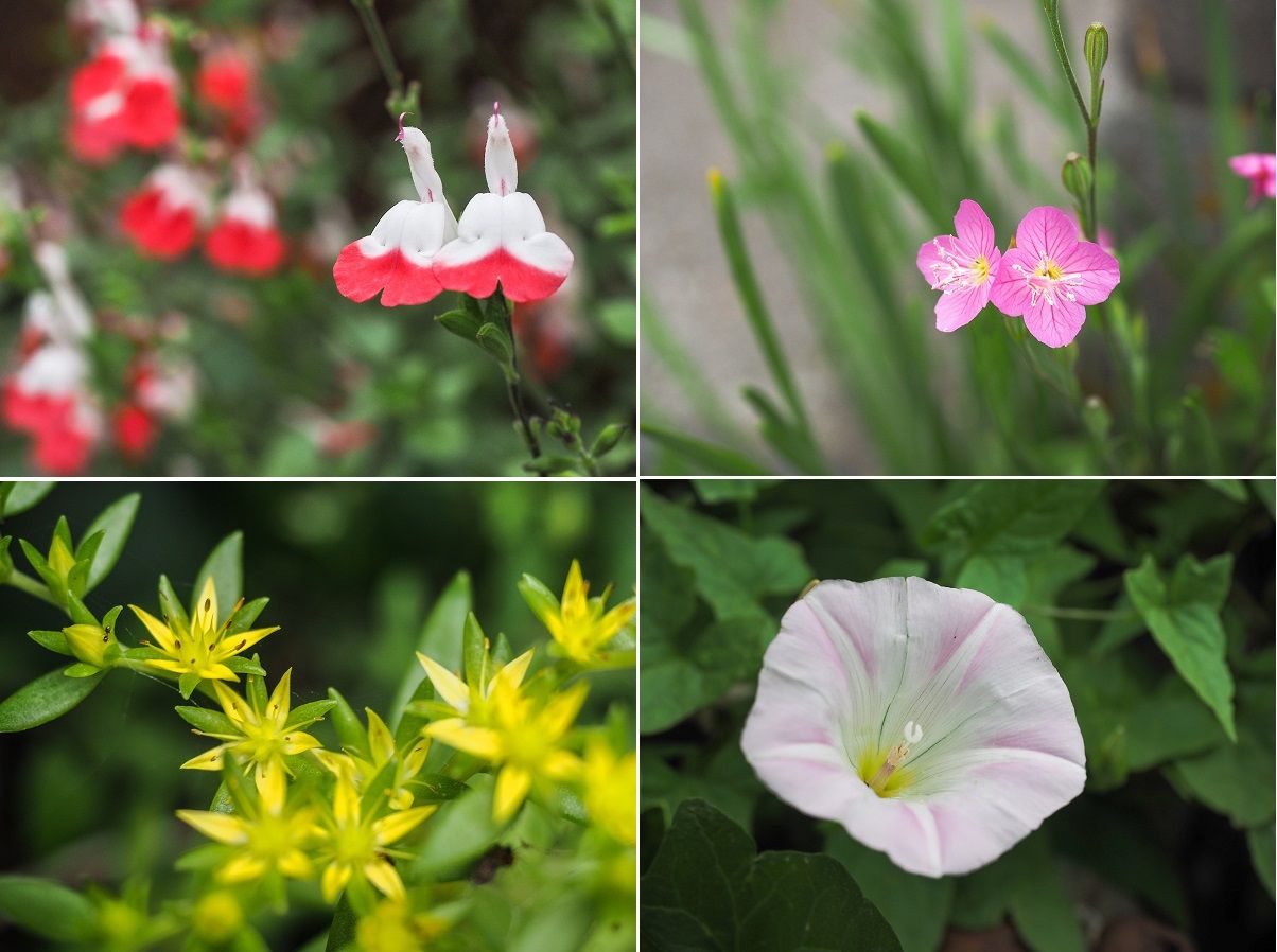 ナツミカンとホットリップスの花 山森 浪漫 ナツミカンとホットリップスの花 山森 浪漫