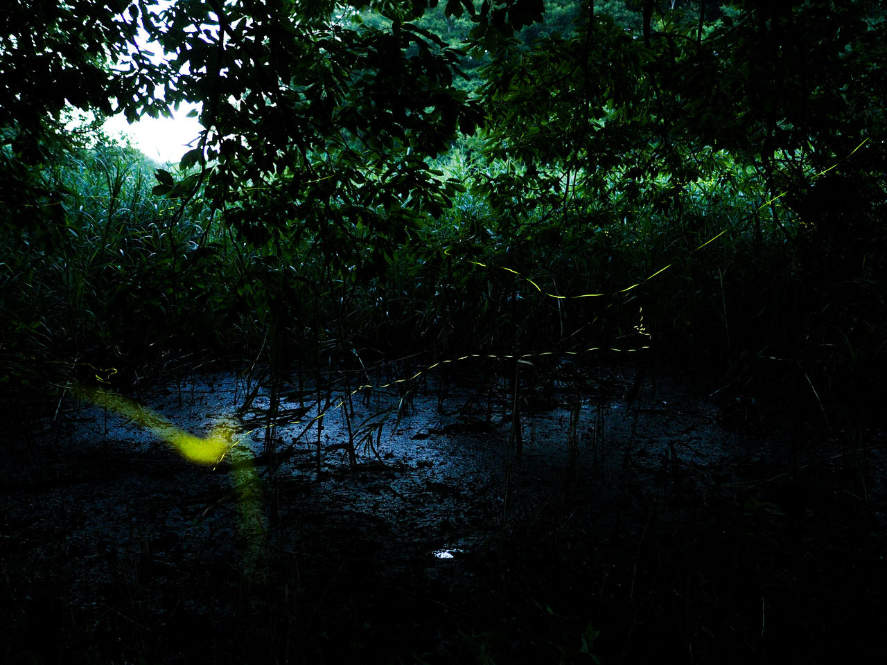 北本自然観察公園で蛍観賞 山森 浪漫