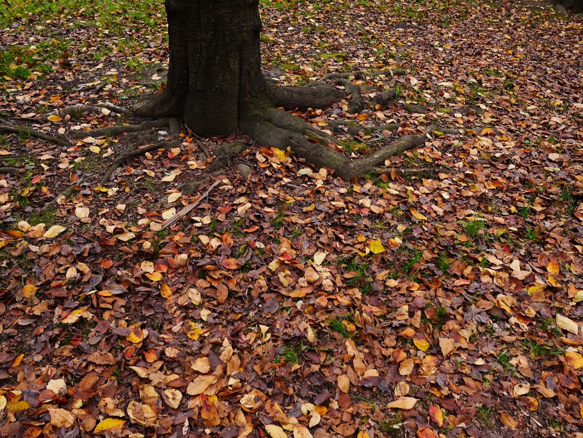 クヌギのドングリと桜の落ち葉 山森 浪漫 クヌギのドングリと桜の落ち葉 山森 浪漫