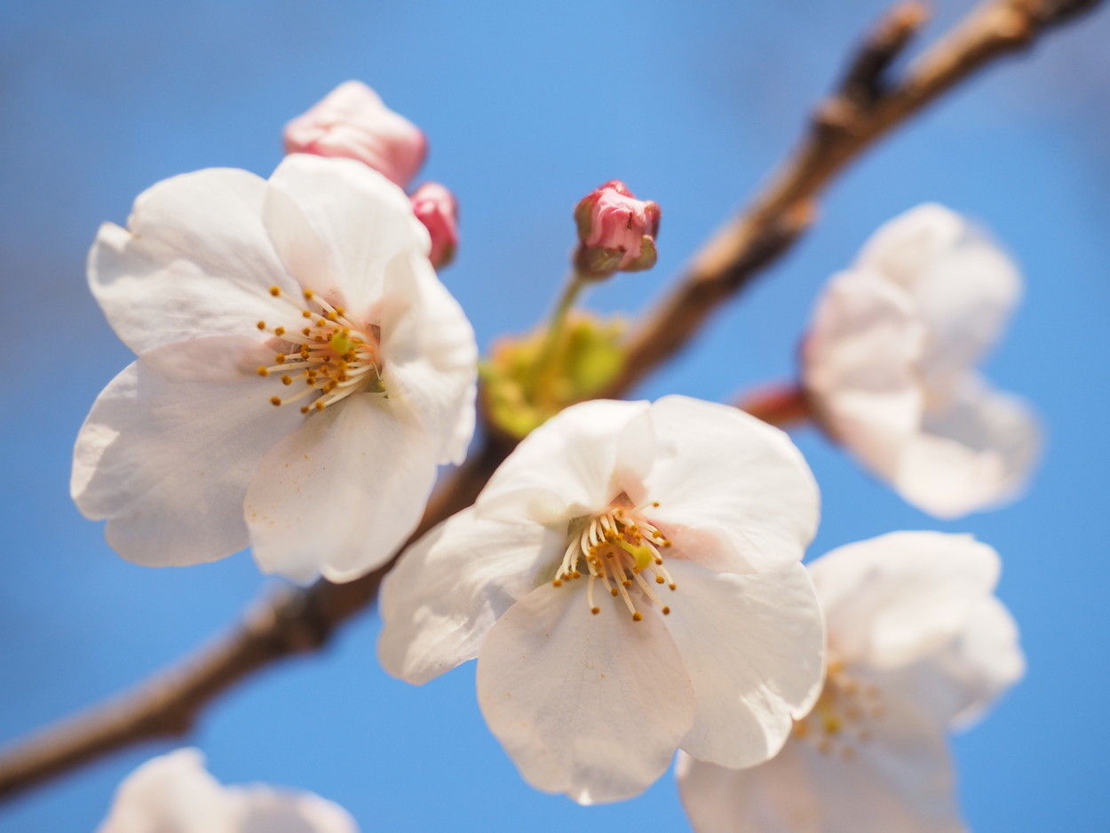 桜咲く前の美しき枝模様 : ［山森☆浪漫］