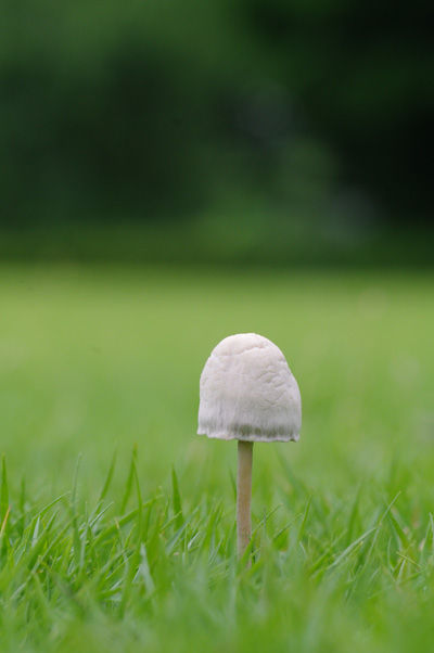 公園の芝生でニョキニョキ 山森 浪漫