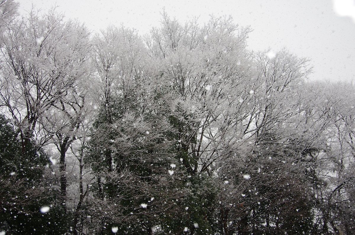 見事な牡丹雪です 山森 浪漫