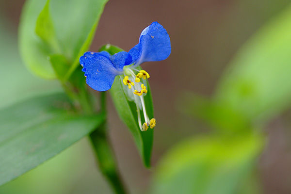 雨樋で花を咲かせていたツユクサ 山森 浪漫