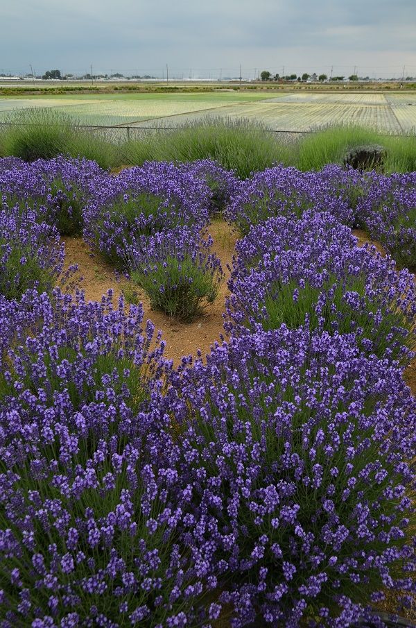 甘い香りに誘われてラベンダー堤へ 山森 浪漫 甘い香りに誘われてラベンダー堤へ 山森 浪漫