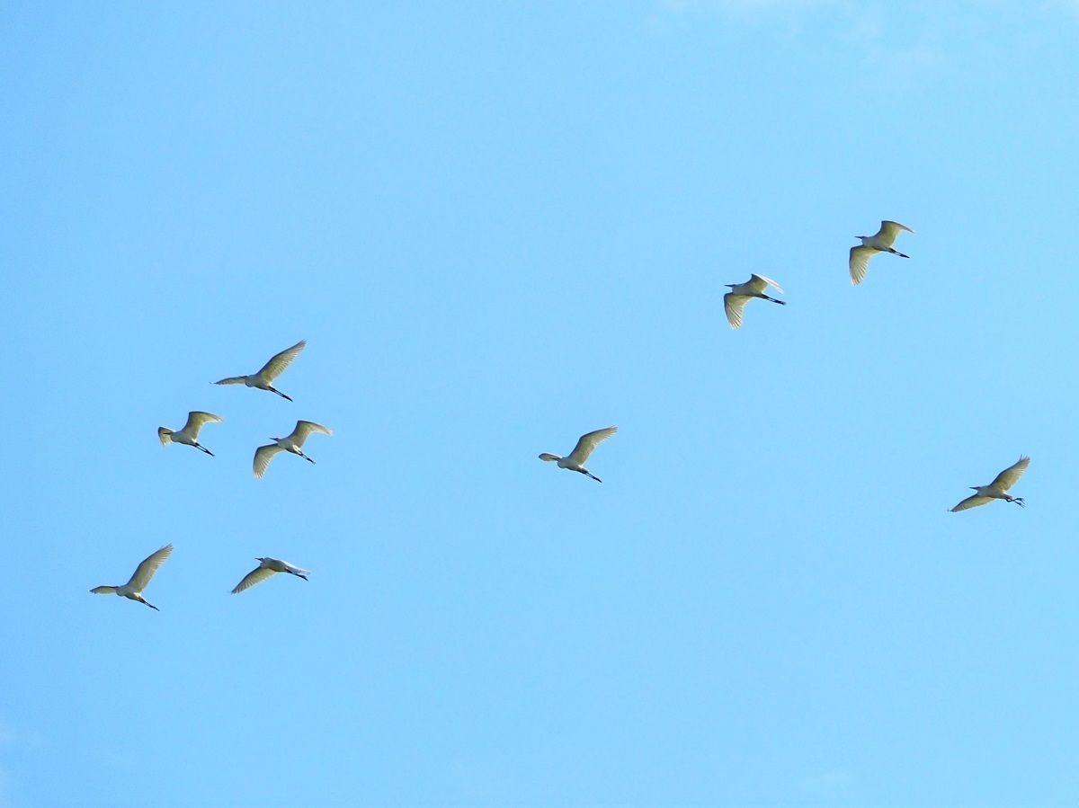 動物 鳥 昆虫 山森 浪漫 動物 鳥 昆虫 山森 浪漫
