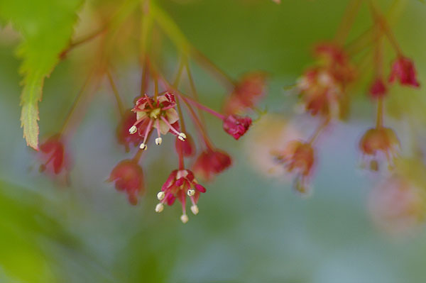 風に揺れていたイロハモミジの若葉と赤い花 山森 浪漫