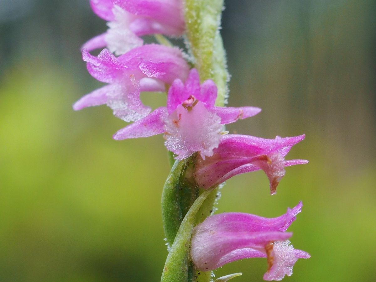 ネジバナが咲きはじめました 山森 浪漫