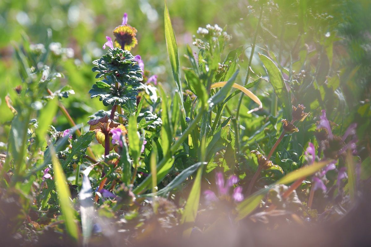 ホトケノザとぺんぺん草 山森 浪漫