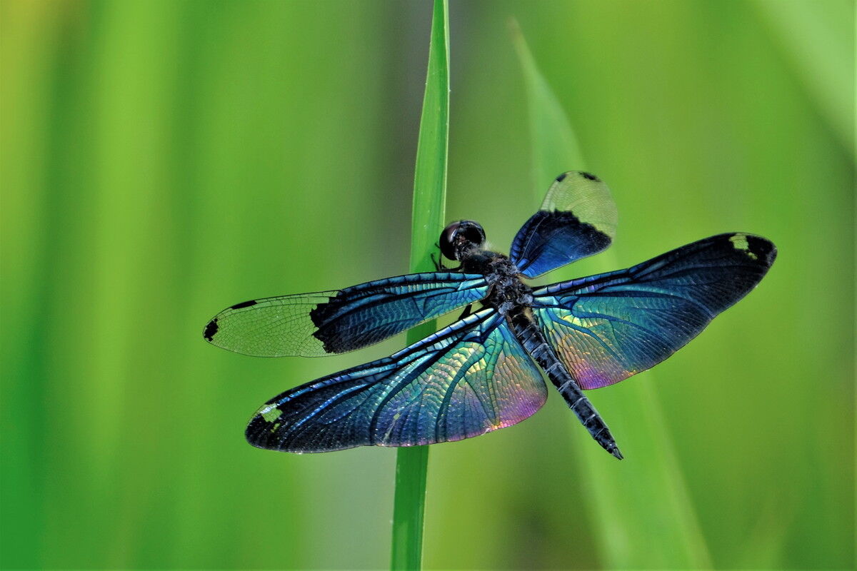 古代蓮とトンボ 山森 浪漫 古代蓮とトンボ 山森 浪漫