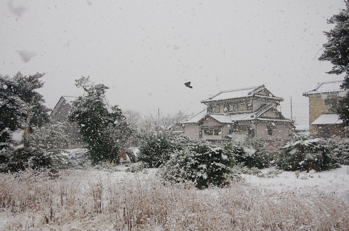 見事な牡丹雪です 山森 浪漫