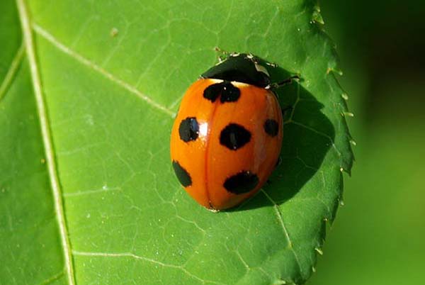 ハナミズキとてんとう虫 山森 浪漫