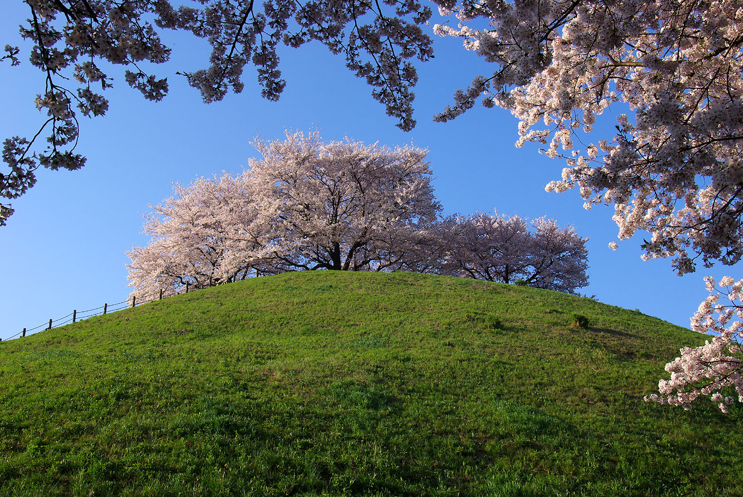 桜の壁紙プレゼント 山森 浪漫