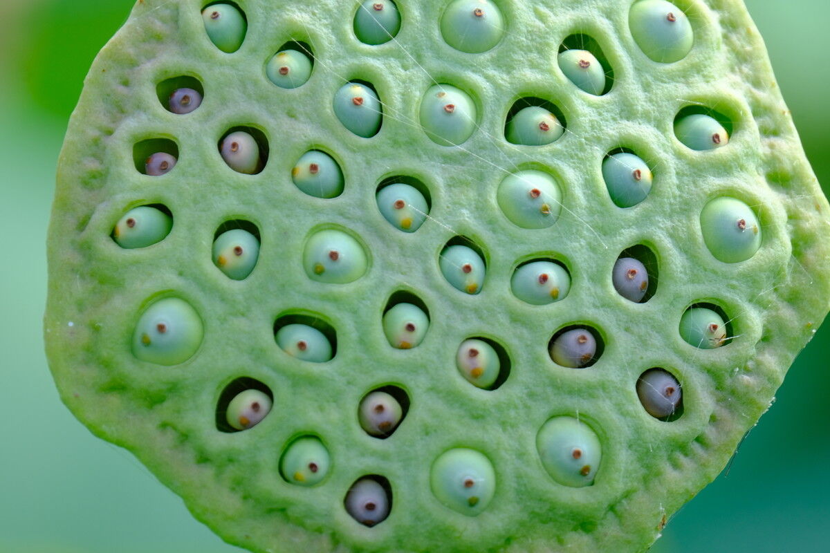 古代蓮とトンボ : ［山森☆浪漫］