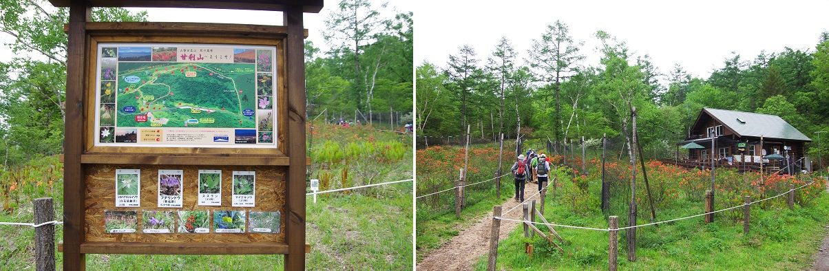梅雨晴れの甘利山へ 千早山歩の会 山森 浪漫 梅雨晴れの甘利山へ 千早山歩の会 山森 浪漫