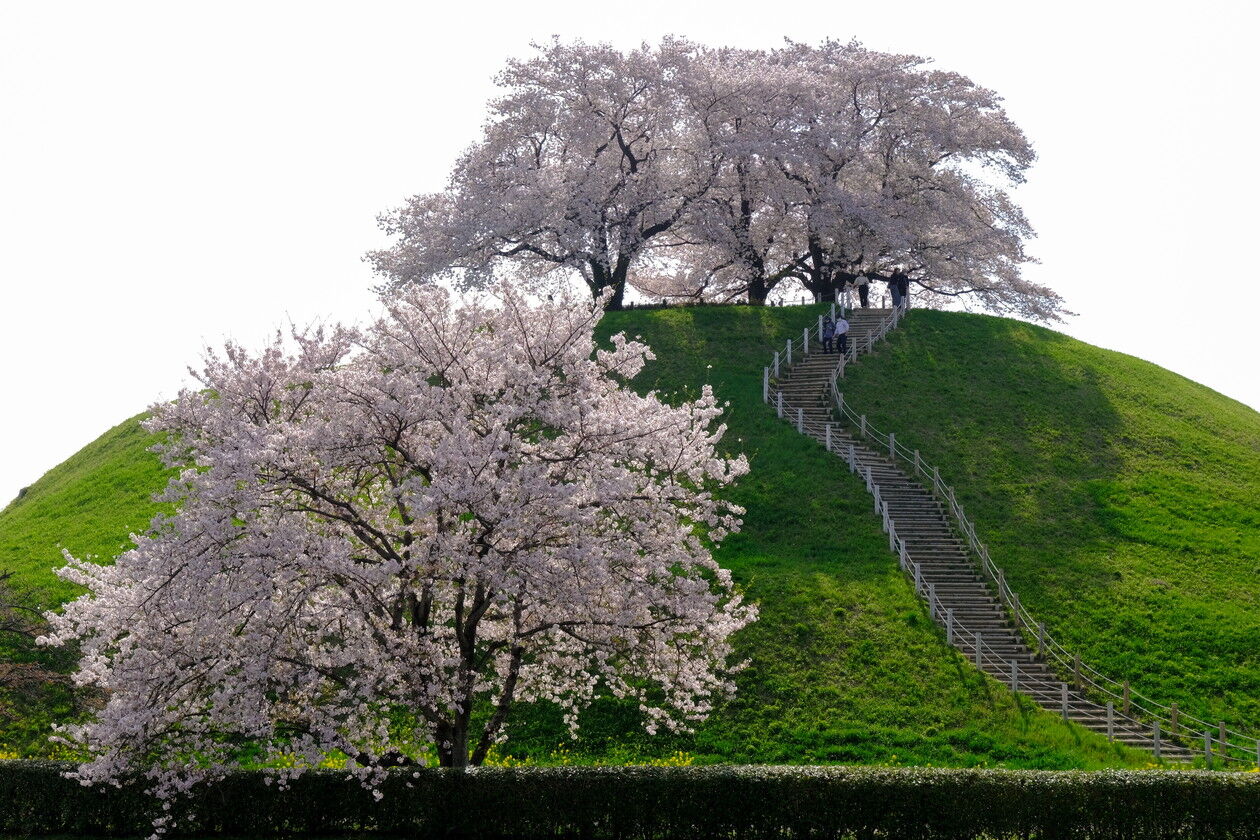 丸墓山古墳の桜 山森 浪漫 丸墓山古墳の桜 山森 浪漫