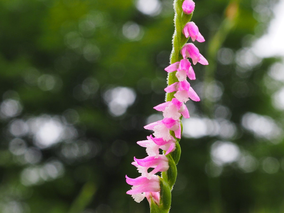 ネジバナが咲きはじめました 山森 浪漫