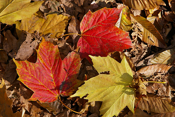 この季節に目立つ葉が大きなカエデたち 山森 浪漫