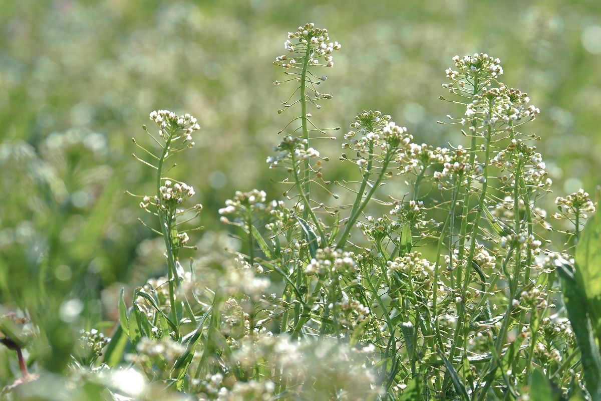 ホトケノザとぺんぺん草 山森 浪漫