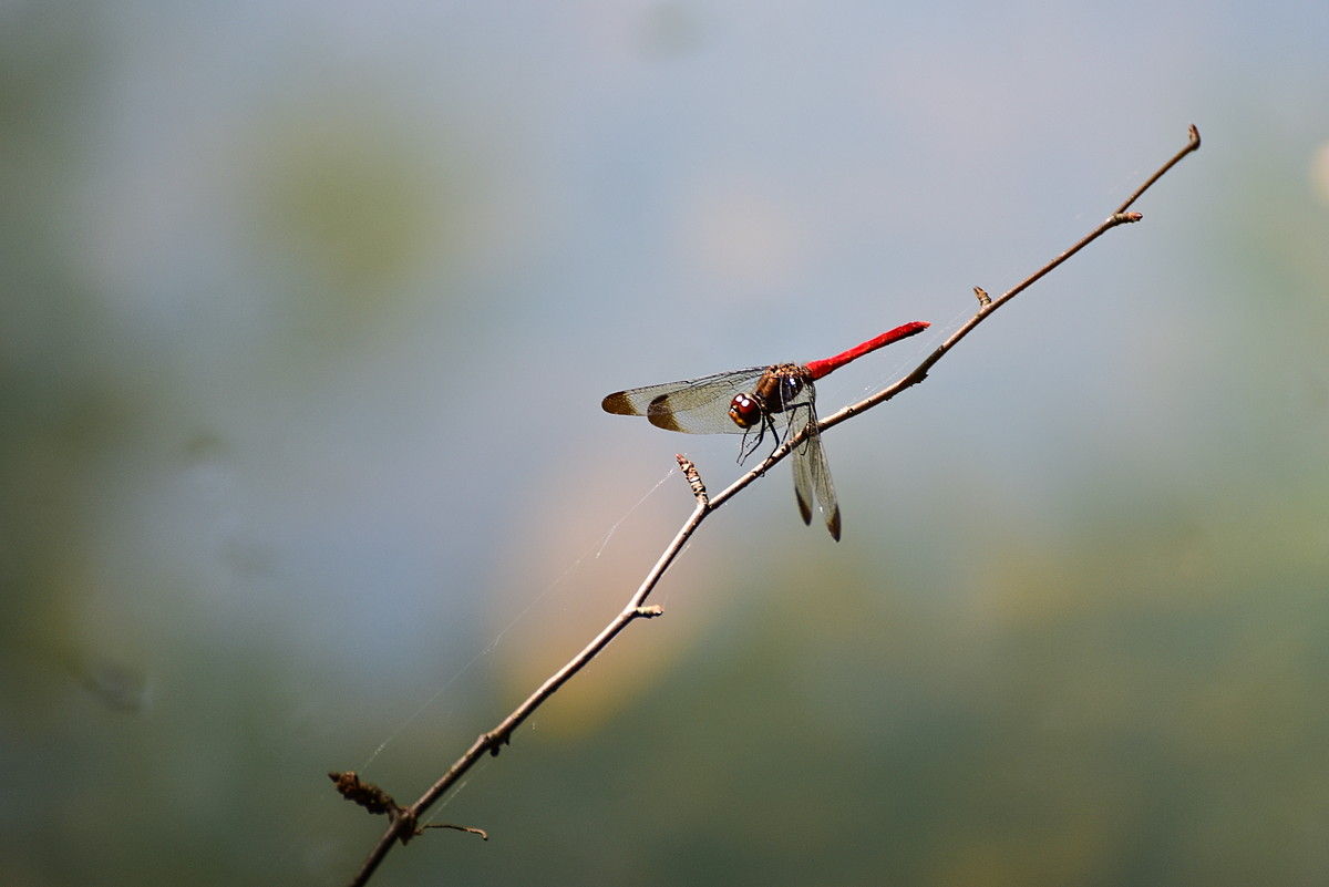 赤とんぼとおきざりしドングリ 山森 浪漫