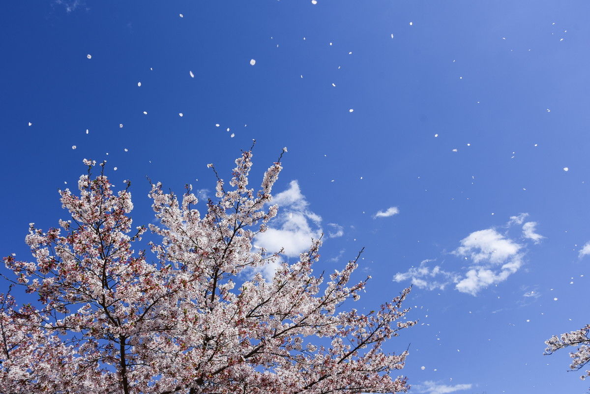 秩父桜ドライブ 山森 浪漫 秩父桜ドライブ 山森 浪漫