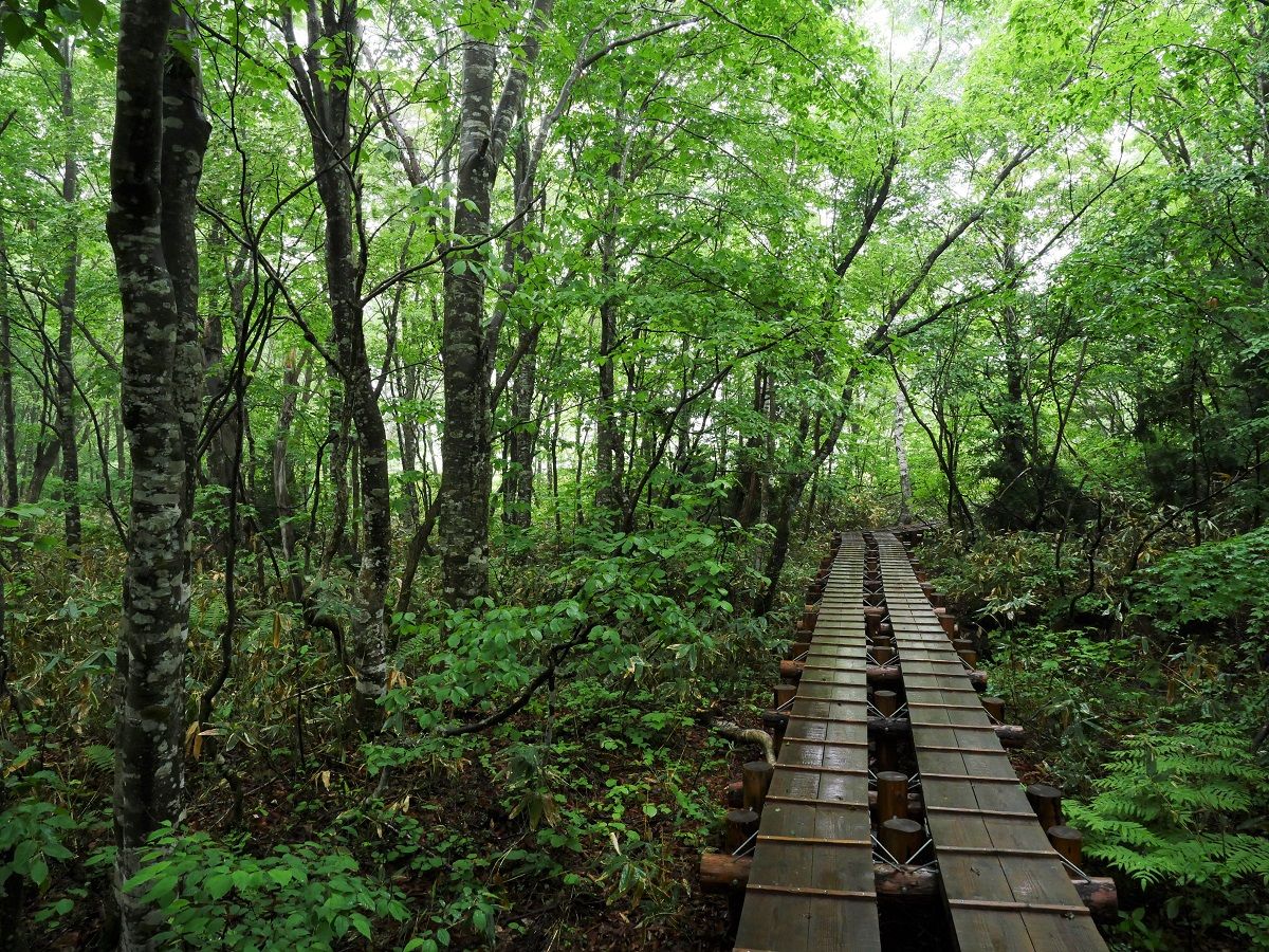 玉原高原 千早山歩の会 山森 浪漫