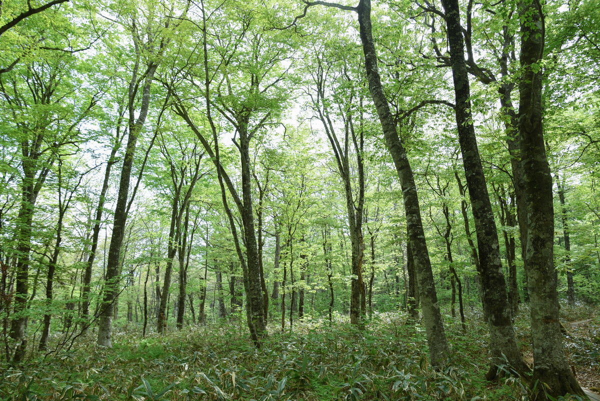 玉原高原のブナと湯ノ湖のシャクナゲ 山森 浪漫