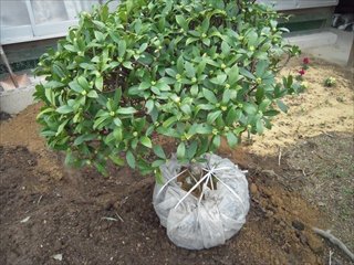沈丁花の苗を植え付けました 竹肥料 Comの肥料製品をご紹介 沈丁花の苗を植え付けました 竹肥料 Comの肥料製品をご紹介
